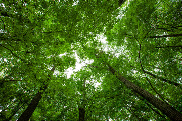 Obraz premium Forest in Rib Mountain State Park and the Granite Peak Ski area in Wausau, Wisconsin