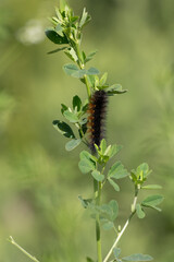 Woolly Bear black fuzzy caterpiller eagerly eats the springtime vegetation in preparation for transformation