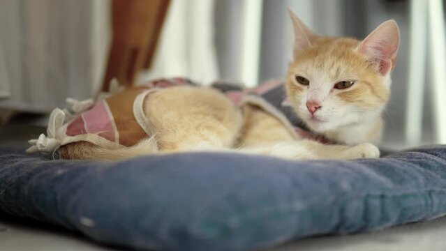 Sterilized cat in an anti-licking weaning suit. Young kitten wears Surgical Recovery Suit. Cat after surgery. Animal stess. Pet Supplies.	