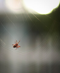 spider creating web
