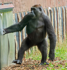 Western Lowland Gorilla, standing on Hind Legs running into shelter