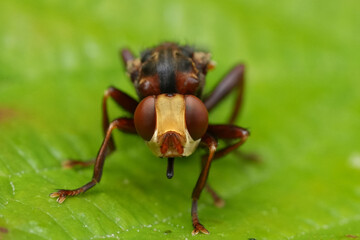 Facial extreme closeup on a European ferroginous bee-grabber Thick-headed fly, Sicus ferrugineus