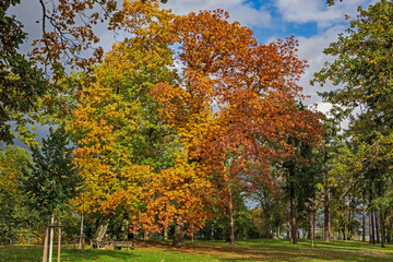 Bunte Eiche im Herbst
