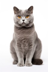 A cat sitting on white background looking at the camera.