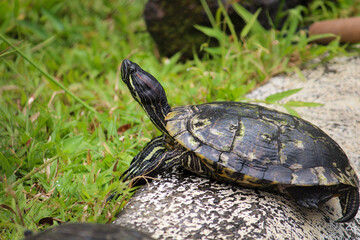 turtle in the grass