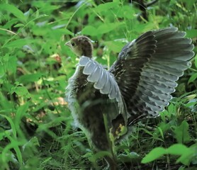 Adorable Wild Turkey Chick Scampering in the Field Hiding in Grass