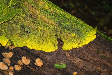 Yellow slime mold plasmodium (family Physaraceae) on dead trunk in the forest - Sao Francisco de Paula, Brazil