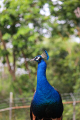 close up portrait of a peacock