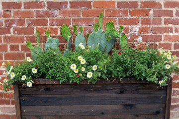 Wooden flower bed with blooming petunia flowers and cactuses on the red brick wall background