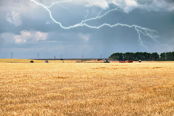 Golden wheat harvest under a stormy sky with lightning.
