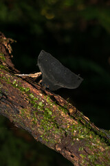 Urnula campylospora (Brown forest cup) wild mushroom in Sao Francisco de Paula, Brazil