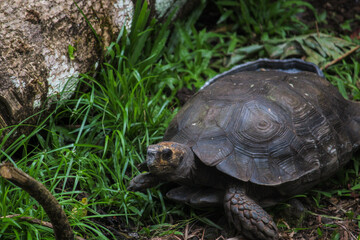 turtle on the grass