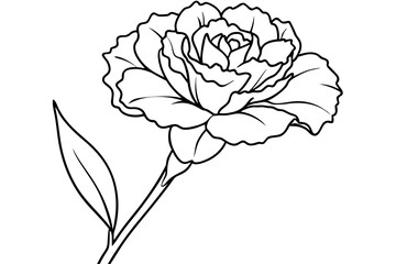 Carnation flower contour drawing in black isolated on white background