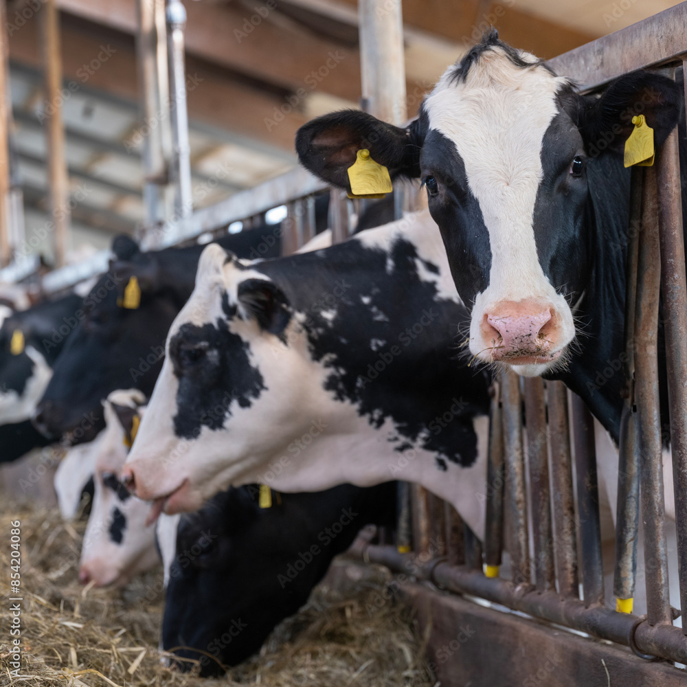 Canvas Prints spotted black and white cows inside barn of dutch farm in holland