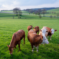 green meadows and cows at sunset in german sauerland