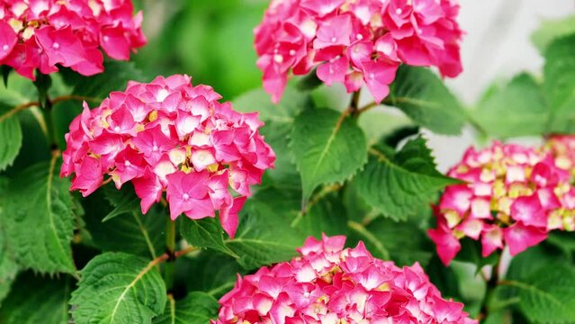 Beautiful pink flowers sway under the gusts of wind. Hydrangea, Hortensia, Common Hydrangea, Garden Hydrangea. LETS DANCE Big Band Bigleaf Hydrangea macrophylla. Rovinj, Croatia - May 31, 2024