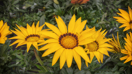 Obraz premium Gazania, is a flower with large, daisy-like flower heads native to Southern Africa. Flowering ornamental plants