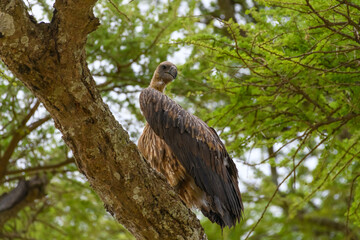 hawk on a branch
