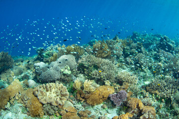 Colorful fish and healthy corals cover a reef slope on a remote island in the Forgotten Islands of Indonesia. This beautiful region harbors extraordinary marine biodiversity.