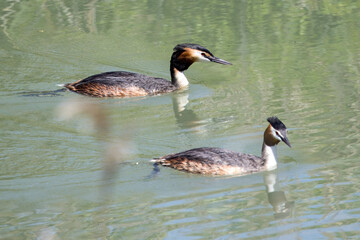 カンムリカイツブリのペアー