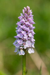 Obraz premium Close up of a heath spotted orchid (dactylorhiza maculata) flower in bloom