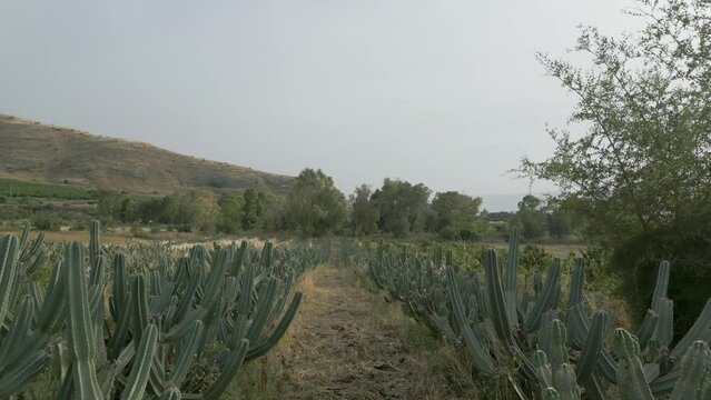 Cactus field cacti in rows. drone shot of a barren desert landscape featuring a sparse arrangement of dry cacti. Golan heights agriculture. Pitaya (dragon fruit) and Kubo (soursop) fruits.