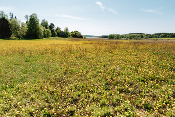 Fototapeta premium field of flowers