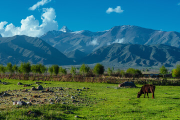 Cow in pasture in picturesque mountain valley