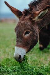 Two donkeys portrait on summer meadow