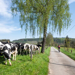 cyclist passes black and white cows in meadow near winterberg in german sauerland