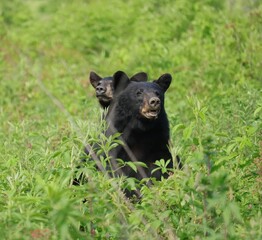 Naklejka premium Mama Mother Bear Shielding her Yearling Cub Cades Cove Smoky Mounmtains