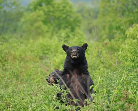 Mama Mother Bear Shielding her Yearling Cub Cades Cove Smoky Mounmtains