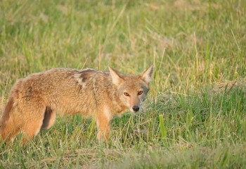 Gorgeous Coyote Looking Right at You!