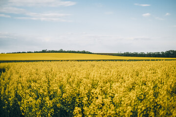 Obraz premium Flowering rapeseed on agricultural fields in summer.