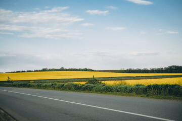 Flowering rapeseed on agricultural fields in summer.
