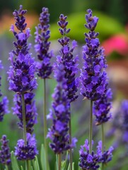 Obraz premium Lavender flowers in full bloom. Macro shot of purple lavender blossoms. Nature and gardening concept.