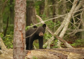Adorable Black Bear Cub Exploring a Brand New Wooded World 