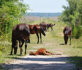Wild Florida Cracker Horses Paynes Prairie Gainesville Micanopy