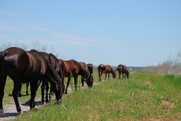 Obraz premium Wild Florida Cracker Horses Paynes Prairie Gainesville Micanopy