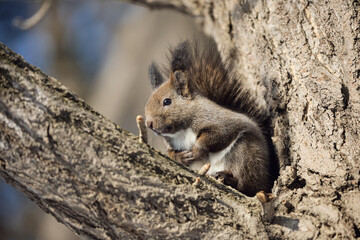 木の上のエゾリス