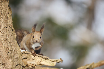 木の上のエゾリス