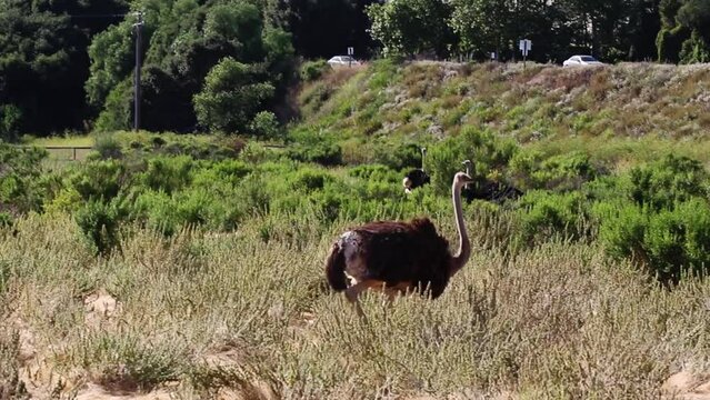 Single Ostrich Walking In Field Solvang California With Green Shrubs And Traffic In Background Handheld

