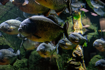 School of predatory red piranhas in a freshwater aquarium