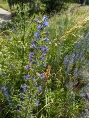 Blue blossoms on field