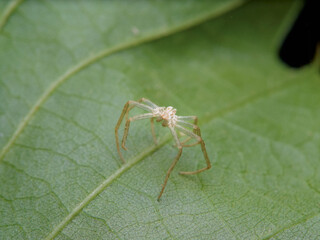 Exoesqueleto de la araña