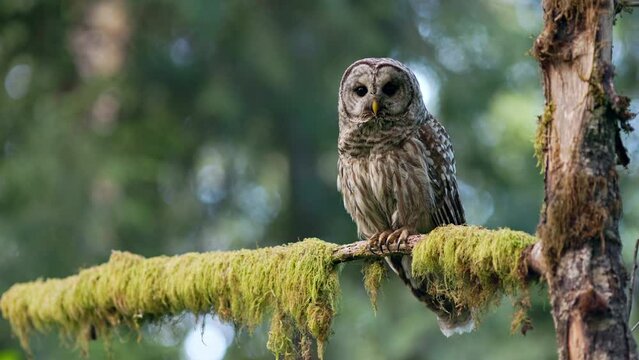 Barred owl (Strix Varia) eyeing some prey then flying off to chase it in the Pacific Northwest rainforest.
