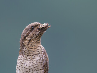 wryneck