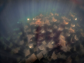 A large aggregation of Munk's Devil Rays aka Mobula Rays (Mobula munkiana) in Baja California Sur, Mexico