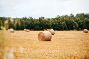 Round haystacks on agricultural field in Europe. Wrapped round hay bales after harvest.