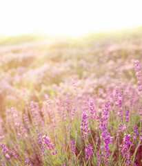 Obraz premium Levender bushes. Blossom summer purple field
